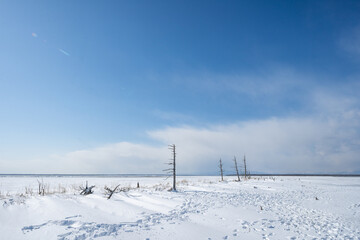 Todowara, Notsuke peninsula in Hokkaido Japan