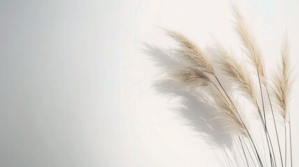 Soft Grasses Against a Light Background