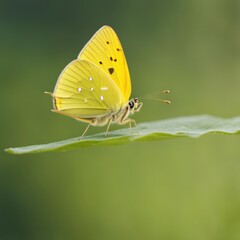 Obraz premium butterfly on leaf