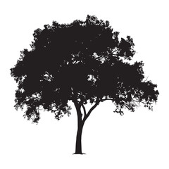 Ash Tree Vector illustration in black and white - Ash Plant Silhouette Design