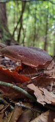 Autumn mushrooms 
