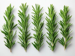 Fototapeta premium fresh rosemary sprigs arranged artfully on a white background showcasing the aromatic herbs vibrant green hues and textures perfect for culinary and botanical themes