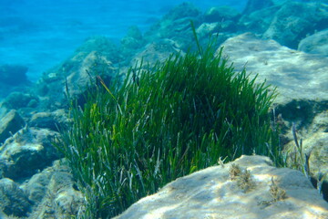 Neptune grass or Mediterranean tapeweed (Posidonia oceanica) undersea, Aegean Sea, Syros island, Azolimnos beach