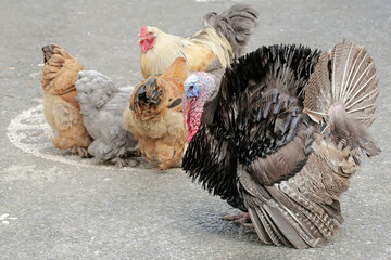 An adult male turkey flares its wing and tail feathers to threaten intruders entering its territory. This animal is commonly cultivated by humans with the scientific name Meleagris gallopavo.