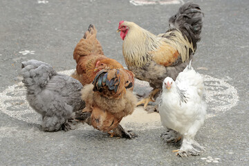 A colony of Brahma chickens is sharing food. Animals that are cultivated for their meat have the scientific name Gallus gallus domesticus.