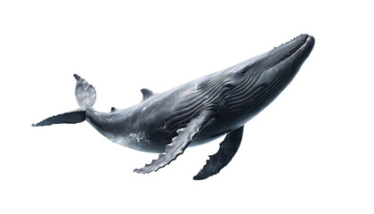 Naklejka premium Large blue whale on a transparent background, isolated against a white backdrop