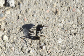 Soldier ant guarding the colony