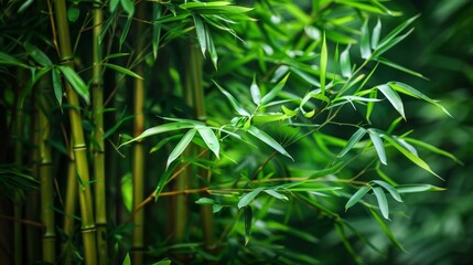 Obraz premium Captivating close up of bamboo showcasing unique structures and vibrant green textures