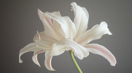 Naklejka premium Delicate White Flower with Pink Hues