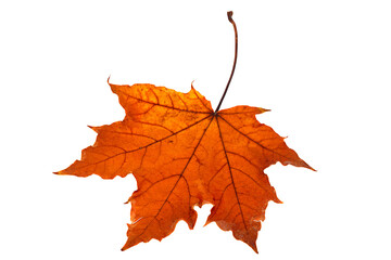 Dry maple leaf on white