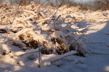 Grass in the shade under the snow at golden hour.