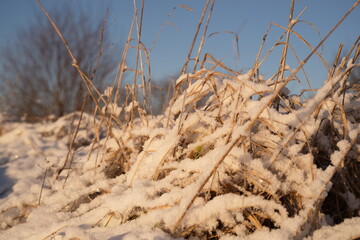 Grass under snow at golden hour, fluffy snow.