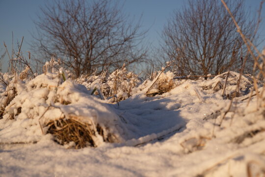 Dry grass uder snow, bare trees in the background.