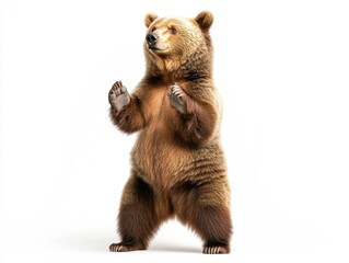 Fototapeta premium Cute brown bear standing upright on hind legs in studio lighting with clean isolated background