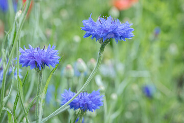 Blooming cornflower plant (Centaurea cyanus) with double blossoms. Copyspace.