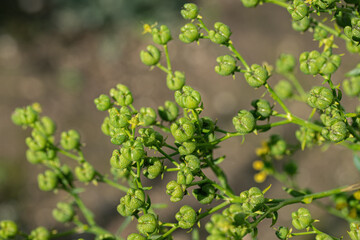Obraz premium Light-green seed capsules of common rue (Ruta graveolens).