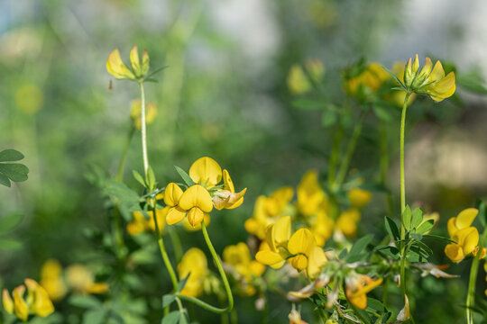 Yellow deervetch blossom (Lotus corniculatus). Copyspace.