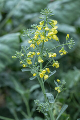 Broccoli flowers (Brassica oleracea). The florets have not been harvested and are blooming now.