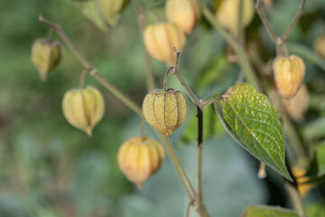 Mature, closed calyx of a Cape gooseberry (Physalis peruviana).