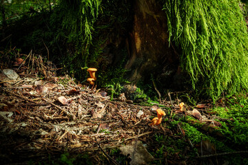 Waldboden mit Pilzen und moosbewachsenem Baumstamm im sanften Licht