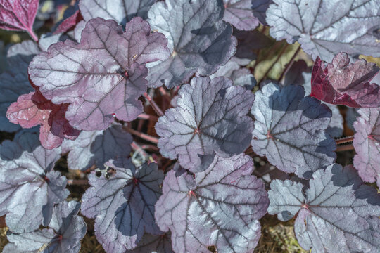 Silver-purple leafs of alumroot (Genus Heuchera). Popular ornamental plant.