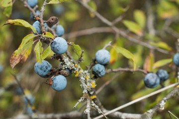 A detailed image showing clusters of ripe blue sloes hanging from branches of a bush with green...