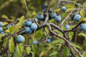 A detailed image showing clusters of ripe blue sloes hanging from branches of a bush with green...