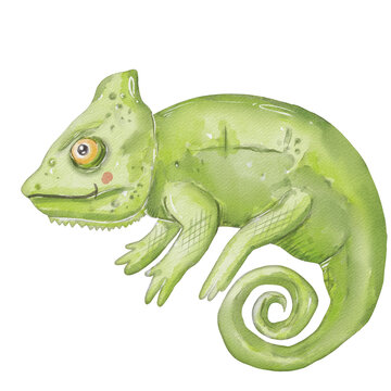 recommend clip art: watercolor chameleon lizard