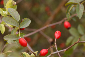 Obraz premium A vibrant close-up of red rose hips growing on a branch with green leaves. The fresh fruit stands out against the blurred background.