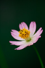 Beautiful Flowers in the garden.