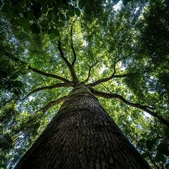 Sunlight filtering through the leaves of a majestic towering tree image