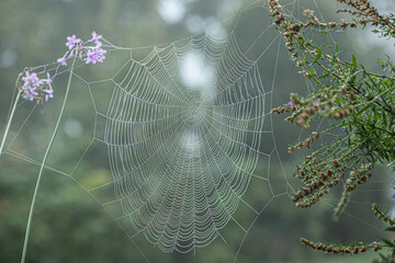 Big spiderweb in the morning haze.