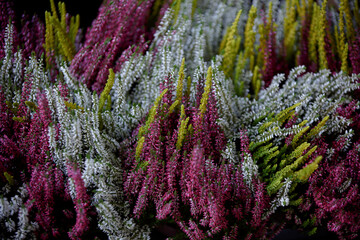 Calluna vulgaris. Blooming white, yellow and pink heather flowers. Bunch of purple scotch heather. Autumn and winter plants cultivating. Selective focus. Flowering plant family Ericaceae