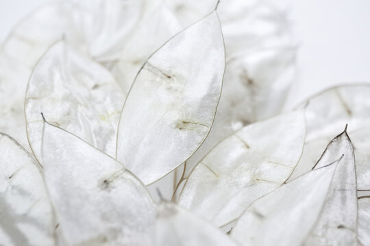 Lunaria rediviva, moonwort. Dry lunaria on a white background. Silver plant. Bouquet of dried flowers lunaria. dry seed pods. Floral minimal home interior boho style.  Selective focus