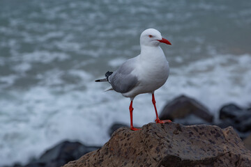 Naklejka premium seagull on rock