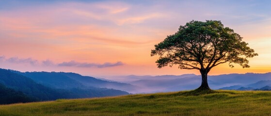 Obraz premium Peaceful Dawn or Dusk Landscape with Solitary Tree on Hillside
