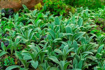 plant growing agriculture farm occupation macro close up photography of green foliage near ground