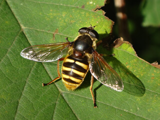 Bog hover fly (Sericomyia silentis), female sitting on a green leaf