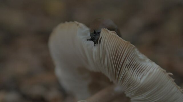 Eating snail on mushroom