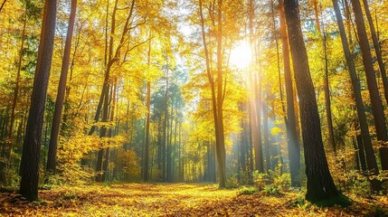 Fototapeta premium Autumn Forest with Golden Leaves and Sunlight