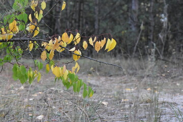 Autumn leaves on the branches of a tree in the forest