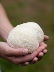 Lion's mane - Hericium erinaceus, medicinal mushroom used to support memory and brain cognitive functions. © JoannaTkaczuk