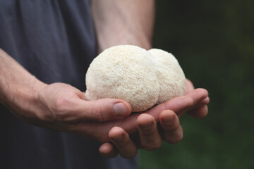 Lion's mane - Hericium erinaceus, medicinal mushroom contains diverse phytochemicals, including polysaccharides, such as β-glucan, hericenones and erinacines. © JoannaTkaczuk