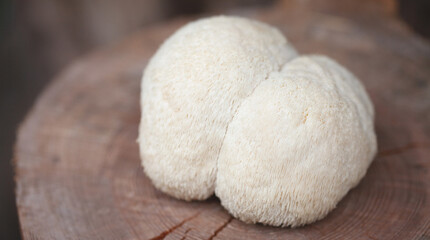 Lion's mane - Hericium erinaceus, medicinal mushroom used to support memory and brain cognitive functions.