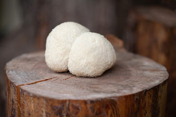 Lion's mane - Hericium erinaceus, medicinal mushroom used to support memory and brain cognitive functions.