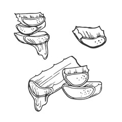 Aloe vera slices and leaves organic plant vector illustration. Isolated vector hand drawn illustration on white background.