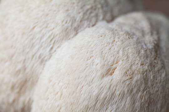 Lion's mane - Hericium erinaceus, medicinal mushroom used to support memory and brain cognitive functions.