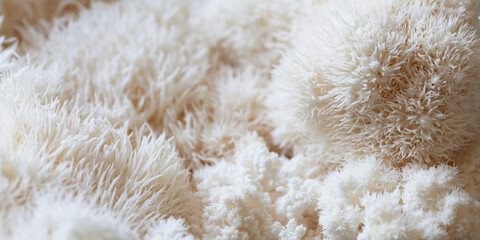 Lion's mane - Hericium erinaceus, medicinal mushroom used to support memory and brain cognitive functions.