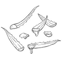 Aloe vera slices and leaves organic plant vector illustration. Isolated vector hand drawn illustration on white background.