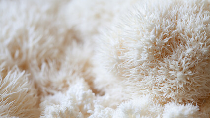 Lion's mane - Hericium erinaceus, medicinal mushroom used to support memory and brain cognitive functions.